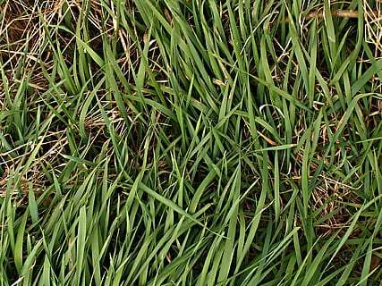 žolė, žolė, sausas, pavasaris, šiaudai, Sedge, žolė, sausa žolė, žalia spalva, visą kadrą, augalų, fonas, augimą, žemės, lauke, pobūdį, grožis gamtoje, nėra žmonių, dieną, aukšto kampo vaizdas, ramybė, žolės peilis, Iš arti, augalų dalis, lapai, šviežumas, 1080P, CC0, Viešasis domenas, nemokamai