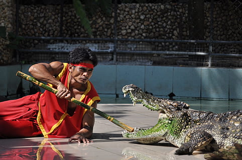 phuket, zoológico de phuket, crocodilo, uma pessoa, agua, segurando, adulto jovem, focar em primeiro plano, pessoas reais, olhando, homens jovens, natureza, dia, sentado, adulto, ao ar livre, cintura para cima, atividade de lazer, homens, vista frontal, roupa casual, 1080P, CC0, domínio público, royalty free