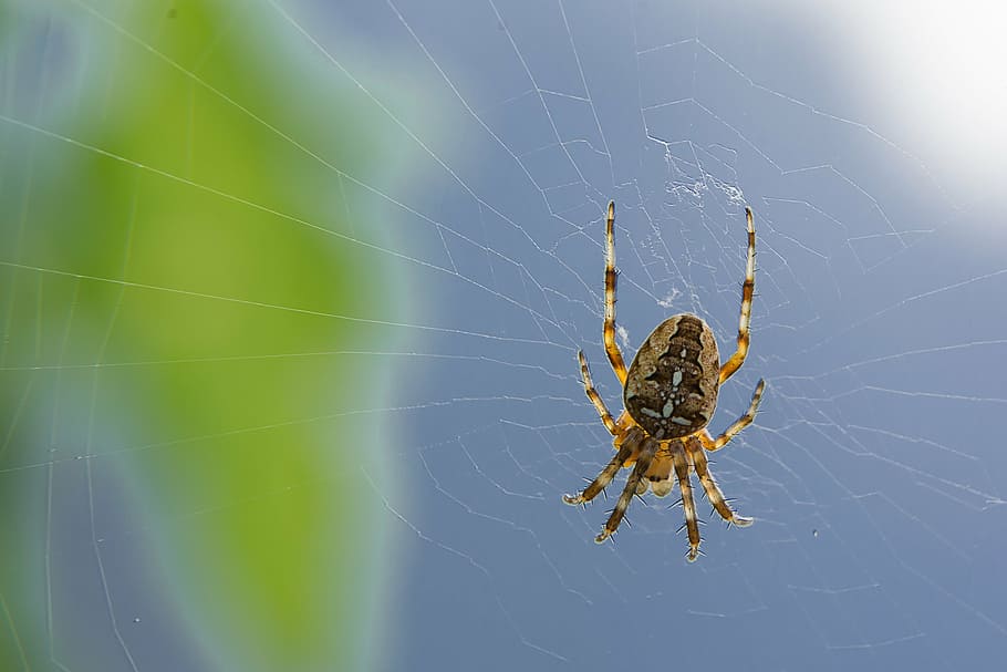 aranya, teranyina, depenen, caça, naturalesa, xarxa, por, repugne, temes d'animals, animal, aràcnids, invertebrat, fragilitat, fauna animal, animals a la natura, artròpode, un animal, insecte, primer pla, vulnerabilitat, centrar-se en primer pla, cap gent, supervivència, macro, part del cos dels animals, cames d’animal, a l'aire lliure, complexitat, web, 4K