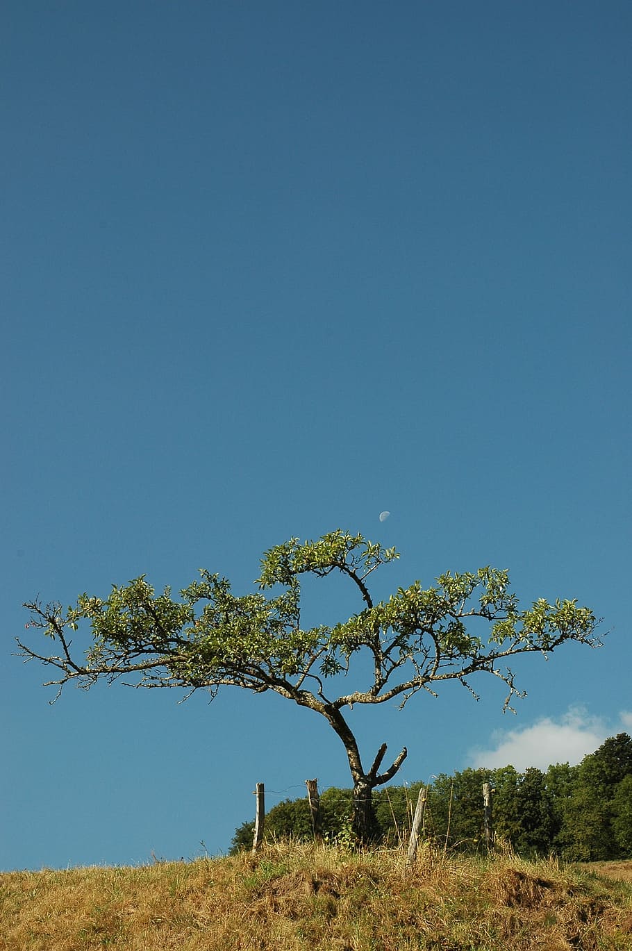 arbre, prat, lluna, paisatge, cel, arbre fruiter, arbre únic, blau, cel clar, naturalesa, planta, bellesa a la natura, escenics - natura, tranquil·litat, còpia espai, terra, medi ambient, creixement, camp, escena tranquil·la, dia, cap gent, escena no urbana, a l'aire lliure, 2K