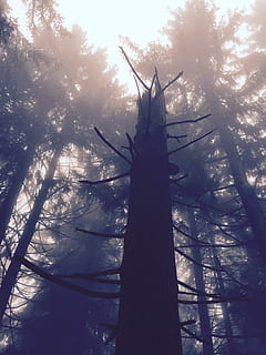 log, les, strom, mech, Příroda, blbost, strom, mech, mlha, mistical, park, dřevo, větev, silueta, nebe, nikdo, nízký úhel pohledu, rostlina, slunečního světla, kufr, kmen stromu, venku, den, krása v přírodě, klid, životní prostředí, paliva a energie, větrná turbína, architektura, přistát, 2K, CC0, veřejná doména, bez autorských práv