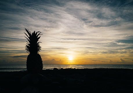 siluet nanas, nanas, pencuci mulut, hidangan pembuka, buah, jus, tanaman, bayangan hitam, matahari terbenam, awan, langit, awan - langit, laut, adegan yang tenang, cakrawala di atas air, pantai, tidak ada orang, pemandangan, air, scenics - alam, keindahan di alam, ketenangan, horison, tanah, alam, iklim tropis, pohon palem, pohon, di luar rumah, pohon kelapa, 5K