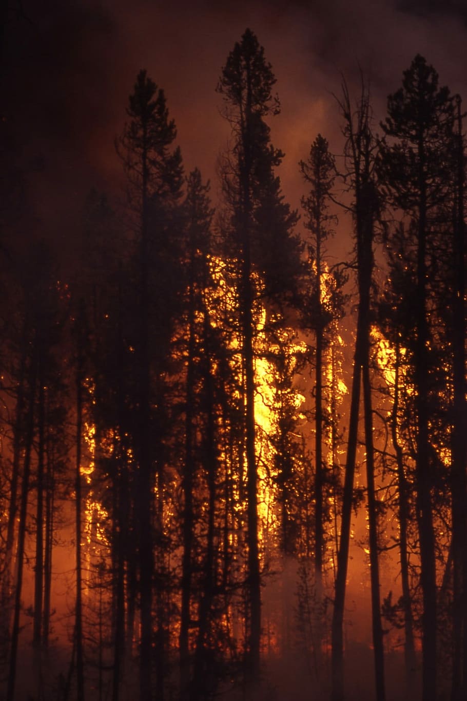 incendis forestals, incendi forestal, flama, fum, bosc, foc, arbres, calor, cremant, calenta, perill, fusta, taronja, nit, arbre, pi, arbre de fulla perenne, pinàcies, planta, terra, tranquil·litat, bellesa a la natura, cap gent, naturalesa, escena tranquil·la, silueta, escenics - natura, creixement, escena no urbana, cel, a l'aire lliure, boira, tronc, posta de sol, tronc de l'arbre, arbre de coníferes, bosc de pi, 1080P