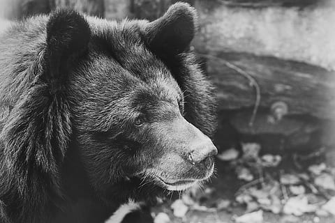 suportar, negre, captivitat, trist, blanc i negre, animals, naturalesa, pell, mamífer, purry, zoo, dibuix del cap, atmosfera, ulls de botó, animal, vida salvatge, carnívor, temes d'animals, un animal, vertebrats, centrar-se en primer pla, dia, animals domèstics, primer pla, cap gent, nacional, mascotes, part del cos dels animals, fauna animal, animals a la natura, mirant cap a fora, mirant, a l'aire lliure, cap d’animals, musell, bigotis, 4K, CC0, domini públic, lliure de regalies