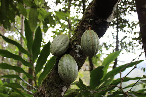 Baum, Obst, Koka, Schokolade, Natur, Pflanze, Lebensmittel, Garten, natürlich, frisch, Landwirtschaft, Weiß, gesund, Jahreszeit, Orange, Ernte, organisch, Umgebung, Bauernhof, Blätter, Wachstum, draussen, Ast, Sommer-, Blatt, Grün, Essen und Trinken, Tag, gesundes Essen, grüne Farbe, keine Leute, Flachwinkelansicht, Fokus auf den Vordergrund, Frische, Wohlbefinden, Pflanzenteil, Schönheit in der Natur, draußen, reif, 5K, CC0, gemeinfrei, lizenzfrei