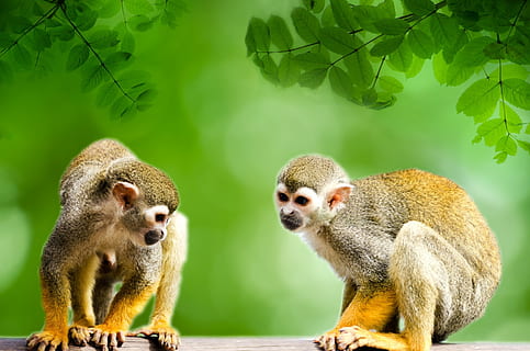 Due, scimmie, analizzare, cercare, guardare, verso il basso, scimmia, amazon, scoiattolo, foresta pluviale, albero, grugno, America, museruola, naturale, mammifero, verde, minuscolo, espressione, centrale, giallo, vita, Sud, nuovo mondo, orecchie, al di fuori, occhiata, human-like, occhi, carina, foresta, sciureus, Guarda, viso, natura, animale, primate, animali allo stato selvatico, temi animali, fauna selvatica, gruppo di animali, foglia, parte vegetale, colore verde, vertebrato, nessuno, due animali, giorno, pianta, all'aperto, concentrarsi sulle conoscenze acquisite, famiglia di animali, 1080P, CC0, dominio pubblico, privo di copyright
