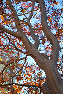 tronc de l'arbre, pulcre, escorça, branques, caure, arbre, tronc, escorça elegant, fulles de taronja, branca, dia, naturalesa, vista d’angle baix, cap gent, planta, creixement, bellesa a la natura, a l'aire lliure, cel, centrar-se en primer pla, tranquil·litat, tardor, primer pla, llum solar, flor, material de fusta, 4K, CC0, domini públic, lliure de regalies