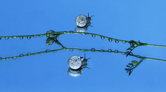 lumache, conchiglia, riflessione, specchio, il mio sabato, blu, nessuno, giorno, all'aperto, veliero, nave nautica, cielo sereno, cielo, temi animali, natura, animale, fauna selvatica, acqua, vertebrato, subacqueo, un animale, rettile, Inquadratura dal basso, mare, animali allo stato selvatico, soleggiato, parte del corpo animale, sfondo blu, marino, 4K, CC0, dominio pubblico, privo di copyright