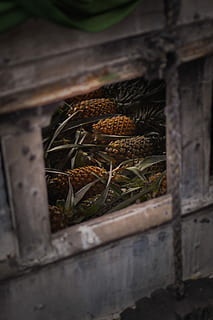 Ananas, Höhle, Boot, Ananasfrucht, Obst, Kiste, Box, Stall, keine Leute, Pflanze, Tag, Natur, selektiver Fokus, Wachstum, Nahansicht, draußen, Holz - Material, Container, Essen und Trinken, Lebensmittel, High Angle View, Fokus auf den Vordergrund, Gemüse, Frische, die Architektur, Schönheit in der Natur, Feld, 2K, CC0, gemeinfrei, lizenzfrei