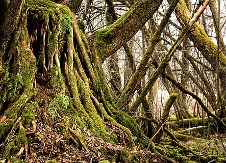 árvore de folhas verdes, raiz, velho, raiz da árvore, natureza, registro, plantar, disforme, morsch, estrutura, raiz antiga, apodrece, decair, intemperizado, musgo, árvore, floresta, floresta tropical, ao ar livre, folha, panorama, crescimento, tranquilidade, terra, beleza na natureza, ninguém, cena tranquila, dia, tronco de árvore, tronco, cor verde, scenics - natureza, ramo, cena não urbana, 2K, CC0, domínio público, royalty free
