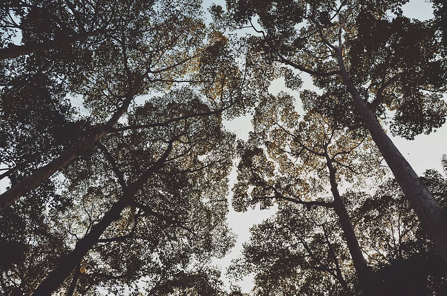 baix, foto d'angle, arbres, angle, fulles, cel, branques, naturalesa, arbre, branca, hivern, neu, cap gent, dia, a l'aire lliure, temperatura de fred, bellesa a la natura, planta, vista d’angle baix, creixement, tranquil·litat, tronc de l'arbre, tronc, copa de l'arbre, terra, bosc, fons, marc complet, directament a sota, arbre de coníferes, 4K