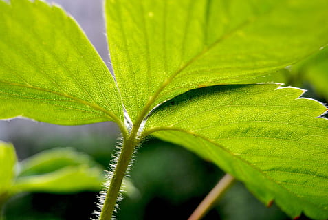 jordbær, blad, struktur, grøn, natur, sund og rask, frugter, mad, blade, sommer, vitaminer, plante, frugtskål, jordbær blomst, tæt, måltid, jordbær busk, jordbær frugt, frugt, forår, velsmagende, ingredienser, frisch, hellig geometri, plante del, grøn farve, tæt på, vækst, ingen mennesker, friskhed, udendørs, selektiv fokusering, mad og drikke, skønhed i naturen, dag, træ, urt, botanik, miljø, fokus på forgrunden, havearbejde, 2K, CC0, offentligt domæne, royaltyfrie