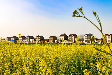 rzepak, wiosna, Marsz, rolnictwo, Natura, scena wiejska, żółty, pole, kwiat, niebo, lato, na dworze, krajobraz, gospodarstwo rolne, roślina, żadnych ludzi, scenics, przyciąć, dom, zbudowana struktura, architektura, na zewnątrz budynku, budynek, wzrost, dzielnica mieszkaniowa, piękno natury, wylądować, roślina kwitnąca, 5K, CC0, domena publiczna, darmowe zdjęcia