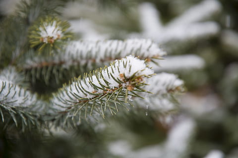 selettivo, messa a fuoco, fotografato, verde, pianta fogliare, nevi, sfocatura, sfondo sfocato, avvicinamento, freddo, brina, ghiaccio, le foglie, all'aperto, Pino, la neve, inverno, pianta, albero, albero di conifere, natura, nessuno, Pinaceae, bellezza nella natura, abete, messa a fuoco selettiva, crescita, ramo, giorno, ago - parte vegetale, temperatura fredda, colore verde, albero sempreverde, 5K, CC0, dominio pubblico, privo di copyright