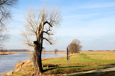 Baum, Fluss, Landschaft, alt, Baum, Fluss, alter Baum, Elbaue, platzen, Elbufer, Natur, Himmel, kahler Baum, Feld, Pflanze, Umgebung, Szenen - Natur, Schönheit in der Natur, Wasser, keine Leute, Land, Nicht-städtische Szene, wolke - himmel, Ruhe, draußen, Tag, Ast, ländliche Szene, ruhige Szene, halbtrocken, 2K, CC0, gemeinfrei, lizenzfrei