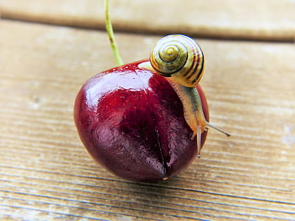 cargol, vermell, cirera, cargol, closca, fruita, tancar, shell, cor, bing, bio, naturalesa, menjar, saludable, vitamines, alimentació, frisch, criatura, gra de rosca, biològic, S'admeten mascotes, benestar animal, protecció de les espècies, cargol d’habitatge, medi de desinfestació, jardí, Plaga de cargol, conservació de la natura, cadena alimentària, primer pla, orgànic, material de fusta, frescor, macro, madur, marró, un animal, menjar i beguda, gasteròpode, taula, centrar-se en primer pla, cap gent, alimentació saludable, invertebrat, mol·lusc, closca d’animals, fauna animal, animal, dia, natura morta, vista d’angle alt, 4K, CC0, domini públic, lliure de regalies