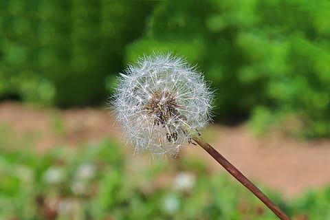 dandelion putih, putih, tanaman liar berbunga kuning cerah, alam, menanam, bunga, benih, musim panas, halus, merapatkan, rumput, musim semi, di luar rumah, bunga tunggal, warna hijau, botani, makro, keindahan di alam, kerapuhan, pertumbuhan, kerentanan, tanaman berbunga, kesegaran, fokus pada latar depan, biji dandelion, tidak ada orang, hari, tidak digarap, kelembutan, hal berkembang, kepala bunga, 1080P, CC0, domain publik, bebas royalti