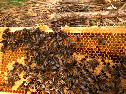 Bienen-Fenster, Imker, Zucht, Biene, Bienen, Bienenwabe, Bienenstock, Imkerei, Tiere in freier Wildbahn, Gruppe von Tieren, wirbellos, Tierthemen, Nahansicht, große Gruppe von Tieren, Tierwelt, Insekt, keine Leute, Tier, Schönheit in der Natur, Honigbiene, Natur, Honig, Tag, Lebensmittel, 4K, CC0, gemeinfrei, lizenzfrei