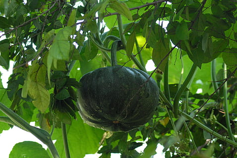 pumpkin wild, vegetables, field, fruit, plant, green color, leaf, plant part, healthy eating, tree, food and drink, growth, food, nature, freshness, wellbeing, close-up, no people, branch, day, low angle view, hanging, beauty in nature, outdoors, ripe, 4K, CC0, public domain, royalty free