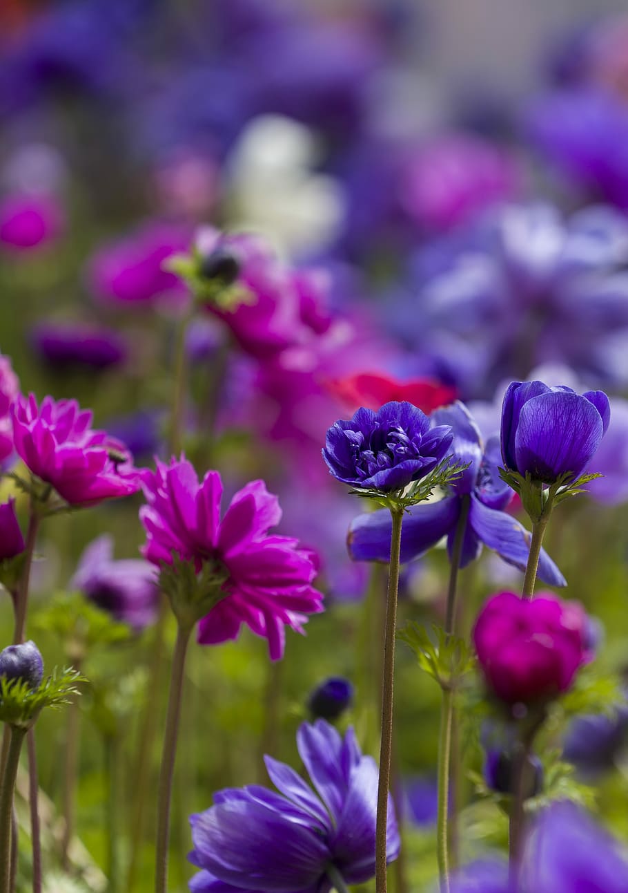 violeta, vent, porpra, rosa, flors d'anemona, florir, flor, macro, tulipa, silvan, Austràlia, planta amb flors, vulnerabilitat, fragilitat, frescor, planta, bellesa a la natura, creixement, primer pla, pètal, centrar-se en primer pla, naturalesa, inflorescència, cap de flor, cap gent, tija de la planta, dia, a l'aire lliure, enfocament selectiu, 5K