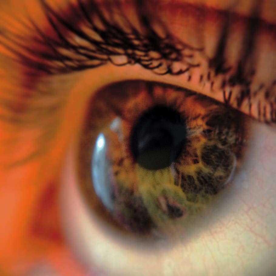 Auge, Makro, Nahansicht, Wimpern, Sehvermögen, menschliches Auge, Wimper, Sensorische Wahrnehmung, eine Person, menschliches Körperteil, Körperteil, Augapfel, extreme Nahaufnahme, Iris - Auge, nicht erkennbare Person, Blume, Vollbild, Erwachsene, suchen, braune Augen, schöne Frau, Augenlid, Augenbraue, menschliches Gesicht, 1080P
