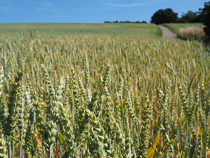 Grano, campo di grano, cereali, orecchio, campo di mais, cibo, agricoltura, pianta, awnless, liquirizia, Poaceae, genere triticum l, triticum aestivum, grano tenero, pane di grano, seme di grano, raccolto, paesaggio, scena rurale, campo, terra, pianta di cereali, azienda agricola, crescita, ambiente, natura, scenics - natura, bellezza nella natura, la tranquillità, nessuno, scena tranquilla, giorno, cielo, all'aperto, maturo, piantagione, avena - coltura, 4K, CC0, dominio pubblico, privo di copyright