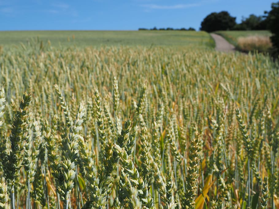 blat, camp de blat, cereals, orella, gra, camp de blat de moro, menjar, agricultura, planta, sense rostre, regalèssia, poaceae, gènere triticum l, triticum aestivum, blat comú, blat de pa, blat de llavor, cultiu, paisatge, escena rural, camp, terra, planta de cereals, granja, creixement, medi ambient, naturalesa, escenics - natura, bellesa a la natura, tranquil·litat, cap gent, escena tranquil·la, dia, cel, a l'aire lliure, madur, plantació, cultiu d’avena, 4K