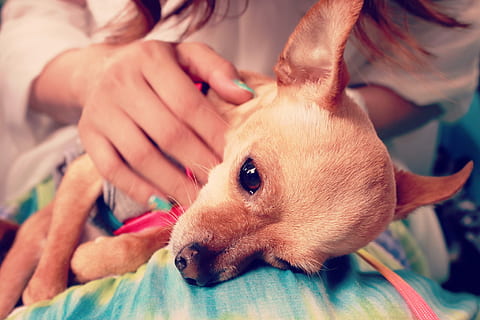 tan smooth chihuahua, Chihuahua, dog, pets, animal, chihuahua - Dog, cute, puppy, people, friendship, women, love, animals And Pets, canine, togetherness, females, domestic Animals, adult, smiling, holding, one animal, animal themes, close-up, mammal, domestic, human hand, vertebrate, hand, real people, human body part, focus on foreground, care, small, pet owner, 1080P, CC0, public domain, royalty free