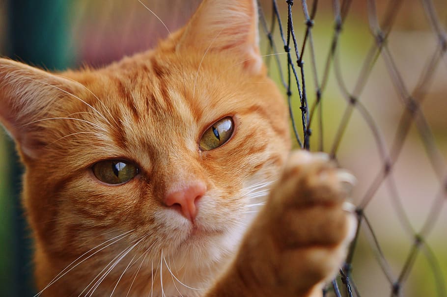 poc profund, focus, taronja, tabby, gat, vermell, bonic, verat, tigre, dolç, feliç, animal, gat domèstic, pell, món animal, mascota, adidas, cara de gat, gat jove, juganer, tabby de verat vermell, gatet, gat vermell, ulls de gat, xarxa, poder del gat, nacional, animals domèstics, mascotes, temes d'animals, mamífer, felí, un animal, primer pla, retrat, bigotis, vertebrats, cap gent, part del cos dels animals, tanca, mirant la càmera, cap d’animals, dia, gat de gingebre, ull d’animals, 4K