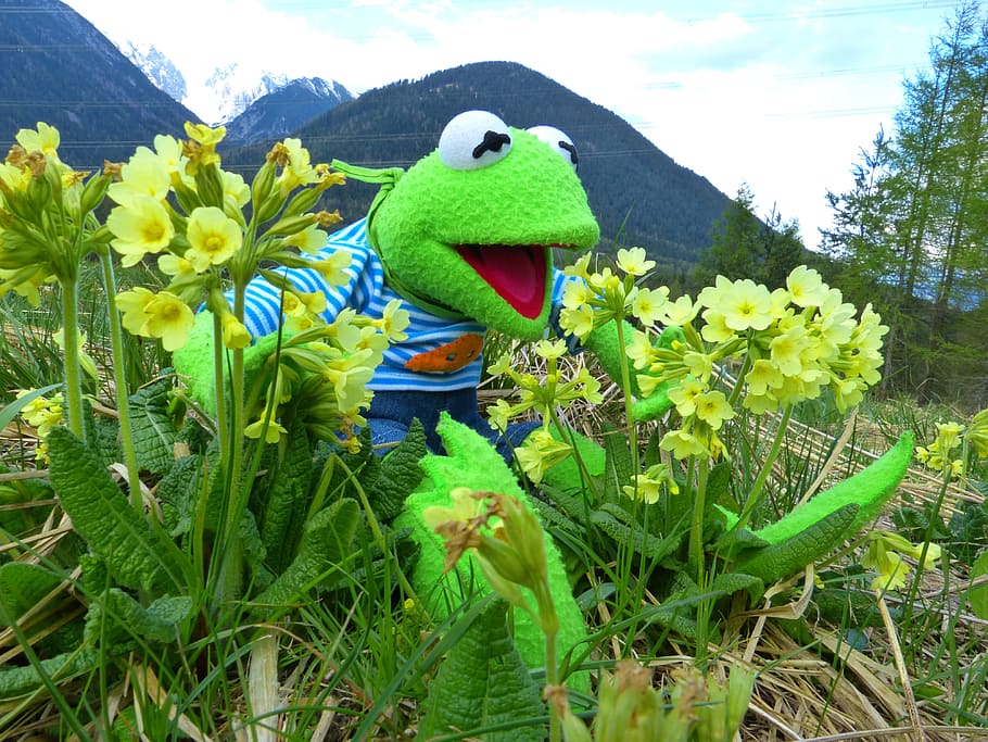 verd, herba, kermit, granota, meravella, cowslip, primavera, mirar, seure, naturalesa, nina, una persona, un sol nen, només nens, infància, roba casual, mascles, planta, color verd, creixement, representació, dia, representació animal, cap gent, cel, planta amb flors, full, flor, primer pla, part de la planta, groc, bellesa a la natura, a l'aire lliure, art i artesania, creativitat, joguina, boca oberta, 4K