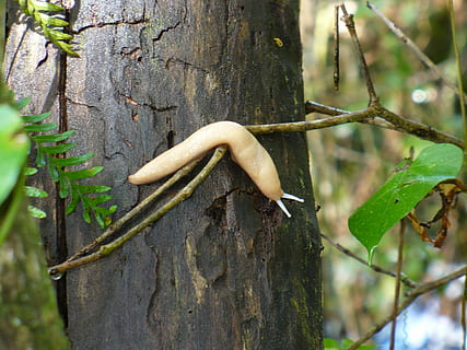 slug, arbre, bosc, planta, centrar-se en primer pla, temes d'animals, tronc, tronc de l'arbre, fauna animal, animal, dia, cap gent, naturalesa, un animal, primer pla, a l'aire lliure, creixement, animals a la natura, full, part de la planta, color verd, branca, 2K, CC0, domini públic, lliure de regalies
