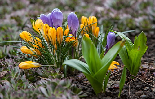 flors, crocus, primavera, verds, porpra, blau, groc, verd, naturalesa, plantes, herba, genial, safrà, tulipa, flor, planta, temporada, color verd, a l'aire lliure, planta amb flors, fragilitat, vulnerabilitat, frescor, creixement, pètal, bellesa a la natura, primer pla, cap de flor, inflorescència, enfocament selectiu, iris, dia, camp, cap gent, llit de flors, 2K, CC0, domini públic, lliure de regalies