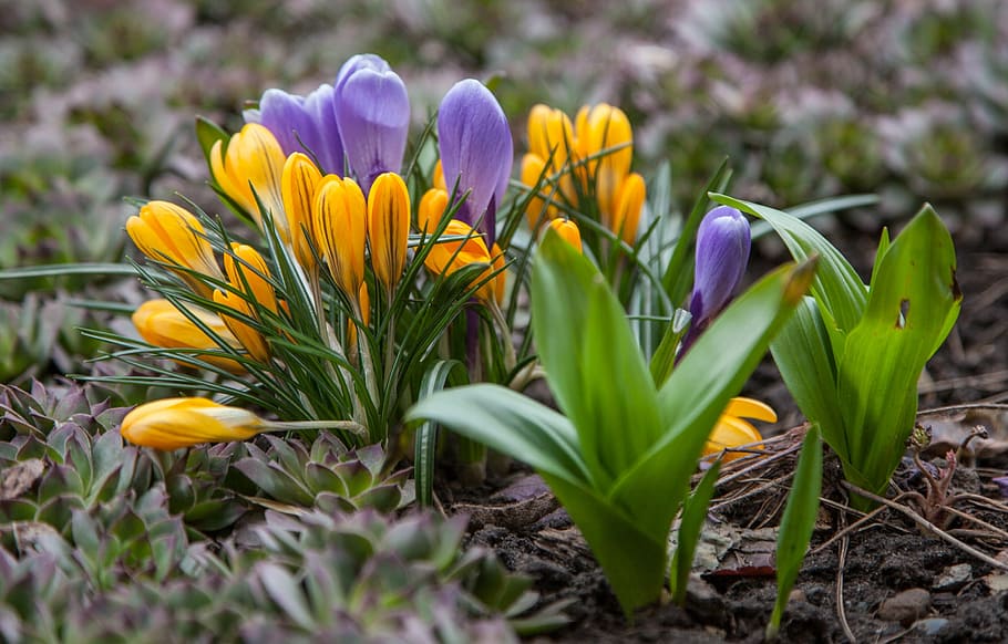 flors, crocus, primavera, verds, porpra, blau, groc, verd, naturalesa, plantes, herba, genial, safrà, tulipa, flor, planta, temporada, color verd, a l'aire lliure, planta amb flors, fragilitat, vulnerabilitat, frescor, creixement, pètal, bellesa a la natura, primer pla, cap de flor, inflorescència, enfocament selectiu, iris, dia, camp, cap gent, llit de flors, 2K