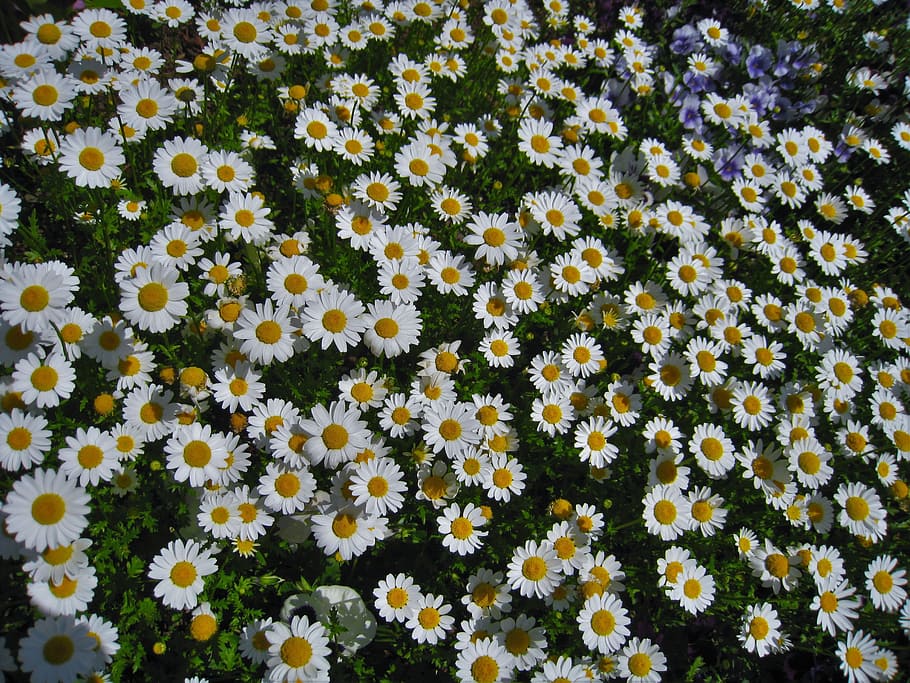 margarida, margareta, incomptables, gregarietat, un costat, jardí de flors, flors, blanc, crisantem, verd, molts, bonic, fragància, aroma, yokosuka, kanagawa, Japó, Parc otsu, llit de flors, floració, femella, estambres, groc, blanc pur, meek, petit, abril, planta amb flors, flor, frescor, vulnerabilitat, planta, fragilitat, bellesa a la natura, marc complet, cap de flor, fons, inflorescència, creixement, vista d’angle alt, pètal, abundància, naturalesa, camp, cap gent, a l'aire lliure, primavera, pol·len, 2K