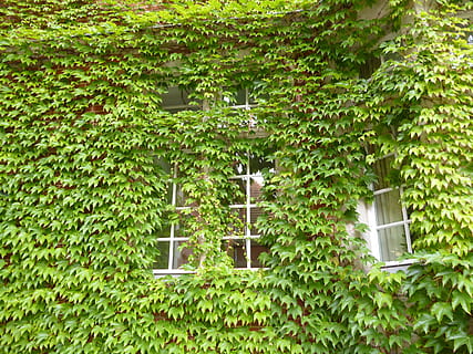 vinya, finestra, casa, planta, creixement, color verd, part de la planta, full, arbre, estructura construïda, arquitectura, naturalesa, exterior de l'edifici, dia, cap gent, a l'aire lliure, heura, edifici, planta enredadera, bellesa a la natura, fullatge, marc complet, cobertura, 2K, CC0, domini públic, lliure de regalies