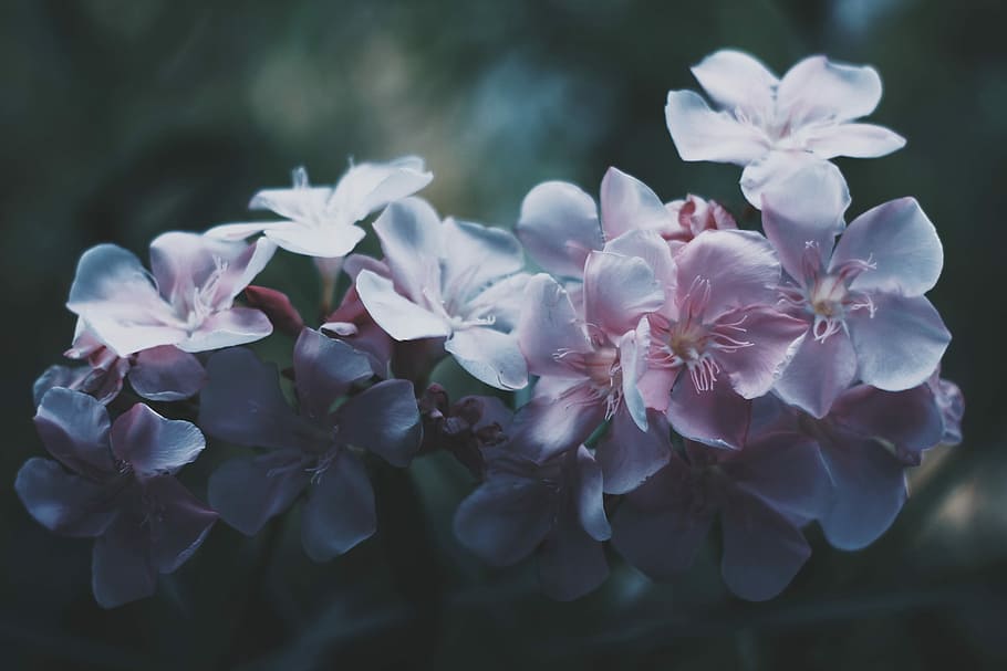seçici, odak fotoğrafçılık, beyaz ve pembe petaled çiçekler, beyaz, pembe, Çiçekler, çiçek, Çiçek açmak, bahar, yeşil, bokeh, gölge, orkide, mavi, Bahçe, tazelik, botanik, mor, şube, yalıtılmış, parlak, doğal, dekorasyon, çiçekli bitki, bitki, kırılganlık, Güvenlik açığı, doğada güzellik, büyüme, taçyaprağı, çiçeklenme, doğa, kapatmak, çiçek kafa, açık havada, seçici odak, insansız, gün, pembe renk, polen, Çiçek demeti, Kiraz çiçeği, Kiraz ağacı, 2K