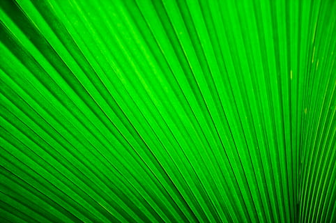 tessile pieghettato verde, tessile verde gessato, verde, modello, foglia, plissettato, pianta, macro, piegare, struttura, fronda di palma, albero, Palma, colore verde, foglia di palma, clima tropicale, parte vegetale, sfondi, fotogramma intero, fronda, modello naturale, avvicinamento, bellezza nella natura, nessuno, crescita, natura, a strisce, strutturato, astratto, sfondi astratti, all'aperto, foresta pluviale, le foglie, effetto strutturato, 4K, CC0, dominio pubblico, privo di copyright