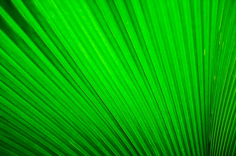 tessile pieghettato verde, tessile verde gessato, verde, modello, foglia, plissettato, pianta, macro, piegare, struttura, fronda di palma, albero, Palma, colore verde, foglia di palma, clima tropicale, parte vegetale, sfondi, fotogramma intero, fronda, modello naturale, avvicinamento, bellezza nella natura, nessuno, crescita, natura, a strisce, strutturato, astratto, sfondi astratti, all'aperto, foresta pluviale, le foglie, effetto strutturato, 4K