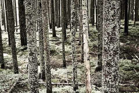 stromy, les, kmeny, kůra, lišejník, životní prostředí, houba, řasy, Příroda, dartre, zaměřit se na popředí, den, venku, nikdo, strom, přistát, rostlina, kufr, kmen stromu, růst, klid, klidné scény, krása v přírodě, mimoměstské scény, scenics - příroda, krajina, hojnost, borové lesy, jehličnatého stromu, borovice, bambus - rostlina, 2K, CC0, veřejná doména, bez autorských práv