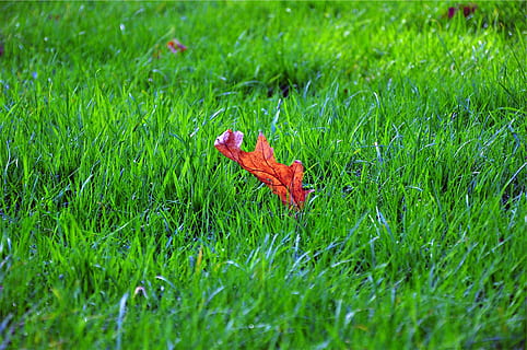 photo, maple leaf, grass, red, maple, leaf, green, field, green color, nature, growth, outdoors, autumn, day, plant, no people, beauty in nature, selective focus, land, plant part, tranquility, environment, landscape, change, 1080P, CC0, public domain, royalty free