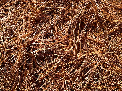 pine needles, carpet, fall, pine, forest, leaves, plant, texture, hay, backgrounds, nature, straw, bale, haystack, brown, dry, agriculture, full frame, no people, day, high angle view, land, field, outdoors, tranquility, close-up, grass, sunlight, tangled, 2K, CC0, public domain, royalty free