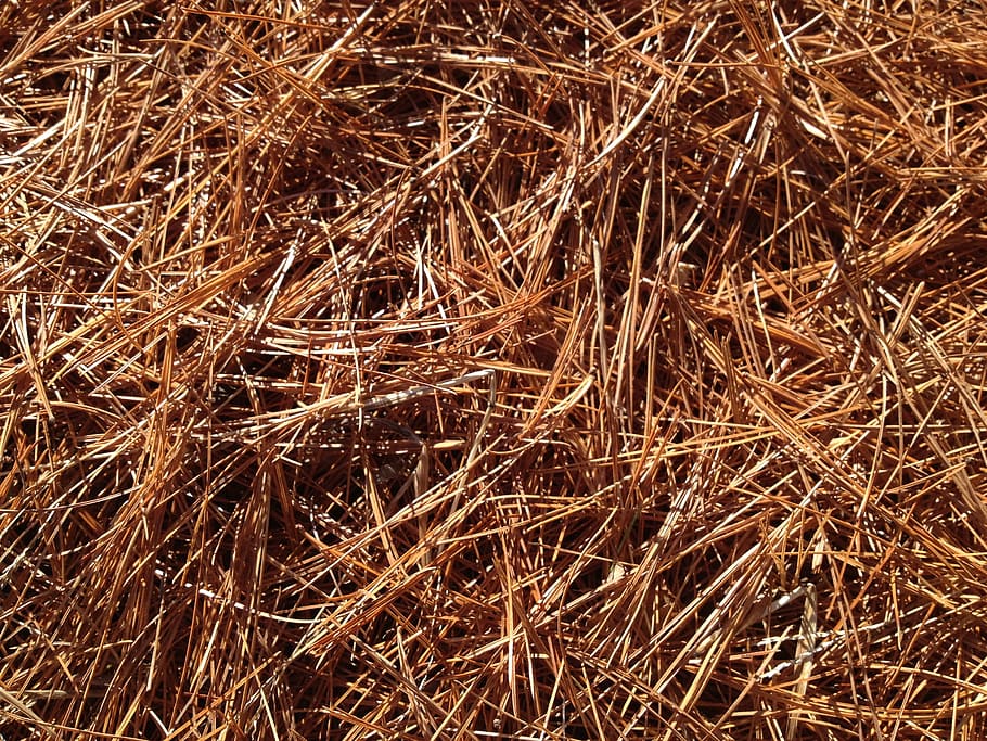 agulles de pi, catifa, caure, pi, bosc, fulles, planta, textura, fenc, fons, naturalesa, palla, bala, paller, marró, sec, agricultura, marc complet, cap gent, dia, vista d’angle alt, terra, camp, a l'aire lliure, tranquil·litat, primer pla, herba, llum solar, enredat, 2K