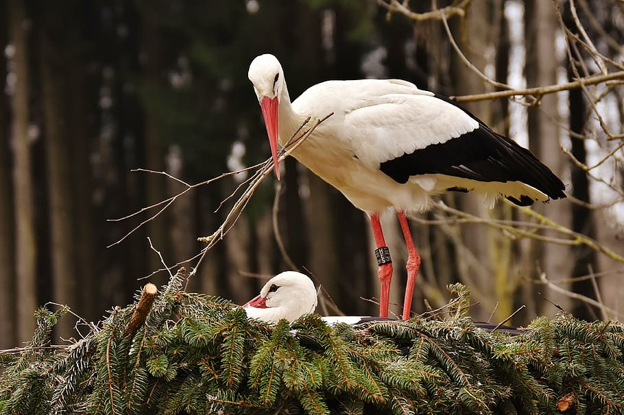 Weiß, schwarz, Rohrvögel, Störche, Nest Bau, Paar, Vögel, Nest, bauen, Wildpark Poing, Storch, Vogel, Tiere in freier Wildbahn, Tierwelt, Tier, Tierthemen, keine Leute, Weißer Storch, ein Tier, draußen, Wirbeltier, Gruppe von Tieren, Pflanze, Baum, Tiernest, Fokus auf den Vordergrund, Natur, hocken, Tag, zwei tiere, Vogelnest, Schnabel, Tierfamilie, Süßwasservogel, 4K