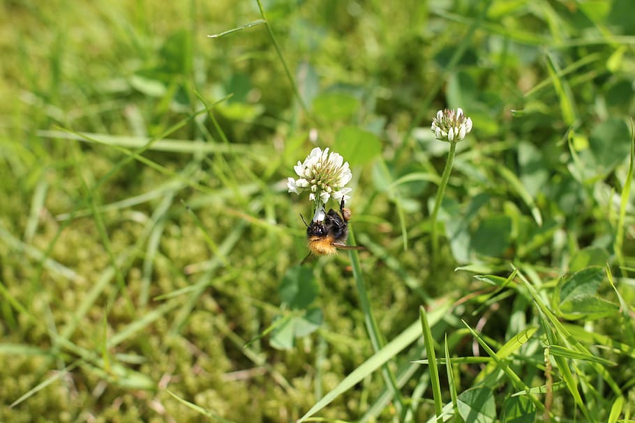 Abellot, abella, estiu, insecte, naturalesa, salvatge, bumble, invertebrat, temes d'animals, fauna animal, animal, animals a la natura, planta, un animal, flor, bellesa a la natura, planta amb flors, creixement, primer pla, color verd, fragilitat, frescor, dia, cap gent, polinització, cap de flor, 5K