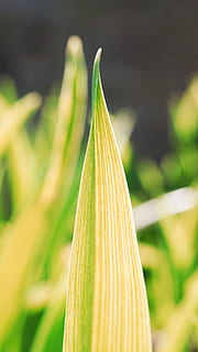 Blattfeder, Frühlingsgrün, Blatt, Frühling, Grün, Frische, grüne Farbe, Wachstum, Gemüse, Pflanze, Essen und Trinken, Nahansicht, Lebensmittel, keine Leute, Fokus auf den Vordergrund, Natur, Schönheit in der Natur, Blume, selektiver Fokus, blühende Pflanze, draußen, Tag, Verletzlichkeit, Pflanzenteil, Zerbrechlichkeit, 1080P, CC0, gemeinfrei, lizenzfrei