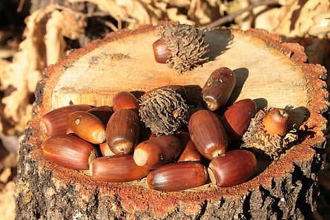 glans, caure, nou, roure, arbres, boscos, naturalesa, marró, tardor, gla, nou - aliments, avellana, primer pla, temporada, bosc, material de fusta, arbre, full, menjar i beguda, menjar, cap gent, castanya, llum solar, benestar, dia, centrar-se en primer pla, natura morta, alimentació saludable, vista d’angle alt, aliments de castanya, frescor, sec, escorça, 4K, CC0, domini públic, lliure de regalies