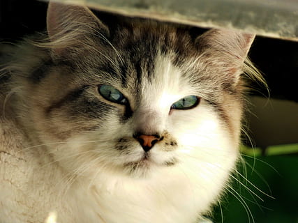marró, tabby, fotografia de lent de desplaçament inclinable, gat, gatet, resplendor, fixa't, felí, mascota, cara, mira, pell, animal, nacional, mamífer, pelut, blanc, meu, esponjós, gat domèstic, mascotes, un animal, retrat, mirant la càmera, animals domèstics, temes d'animals, primer pla, part del cos dels animals, bigotis, vertebrats, cap d’animals, cap gent, centrar-se en primer pla, vista frontal, ull d’animals, musell, nas animal, boca d’animals, 1080P, CC0, domini públic, lliure de regalies