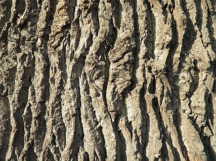 abbaiare, corteccia di albero, quercia, vecchio, vicino, ceppo, struttura, albero, legna, tronco, fotogramma intero, tronco d'albero, strutturato, sfondi, modello, nessuno, ruvido, pianta, natura, corteccia vegetale, giorno, avvicinamento, all'aperto, modello naturale, crescita, luce del sole, Marrone, condizione naturale, effetto strutturato, 4K, CC0, dominio pubblico, privo di copyright