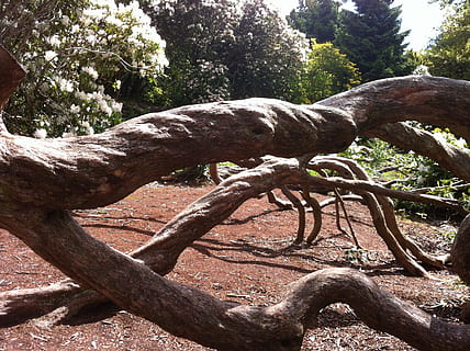 árvore, padronizar, jardins, seco, registro, raízes, floresta, tronco, ao ar livre, dia, ninguém, fechar-se, natureza, plantar, crescimento, tranquilidade, terra, metal, ramo, torcido, beleza na natureza, tronco de árvore, focar em primeiro plano, parque, park - homem fez espaço, 2K, CC0, domínio público, royalty free