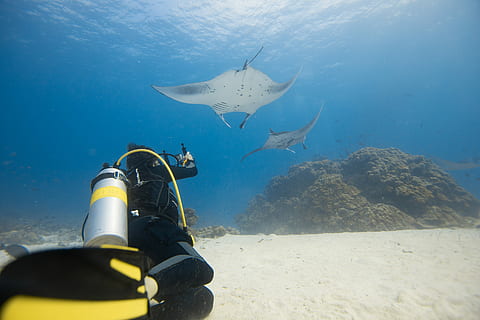 fotografiar mantas, bussejador, nedar, dos, gris, ratlles, sota l'aigua, fotografia, busseig, raigs, la vida marina, mar, animals a la natura, animal, fauna animal, temes d'animals, aigua, submarí, vertebrats, esport aquàtic, marí, una persona, peix, submarinisme, aventura, naturalesa, esport, extremitat humana, busseig submarí, 5K, CC0, domini públic, lliure de regalies